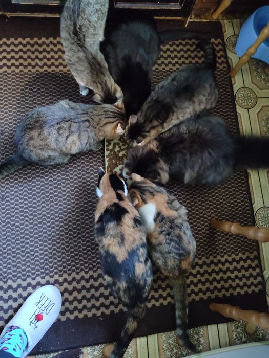 Кошенята в надійні руки