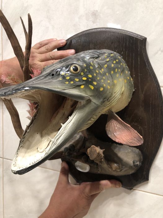 Чучело голови риби Щука