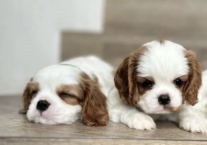 Дівчинка Кавалер Кінг Чарльз Спанієль