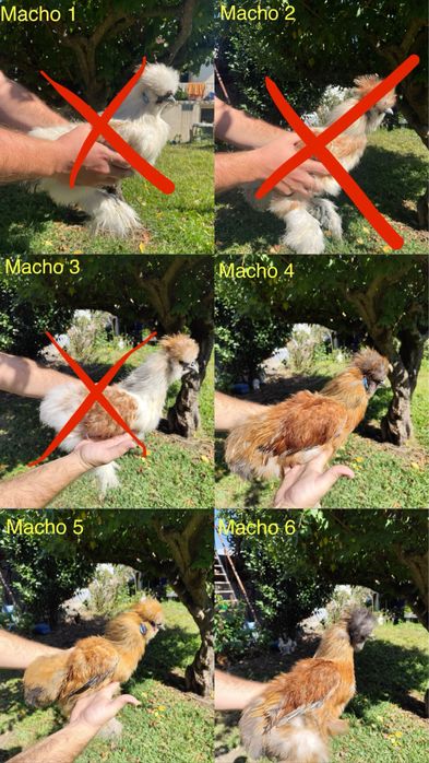 Galinhas sedosas