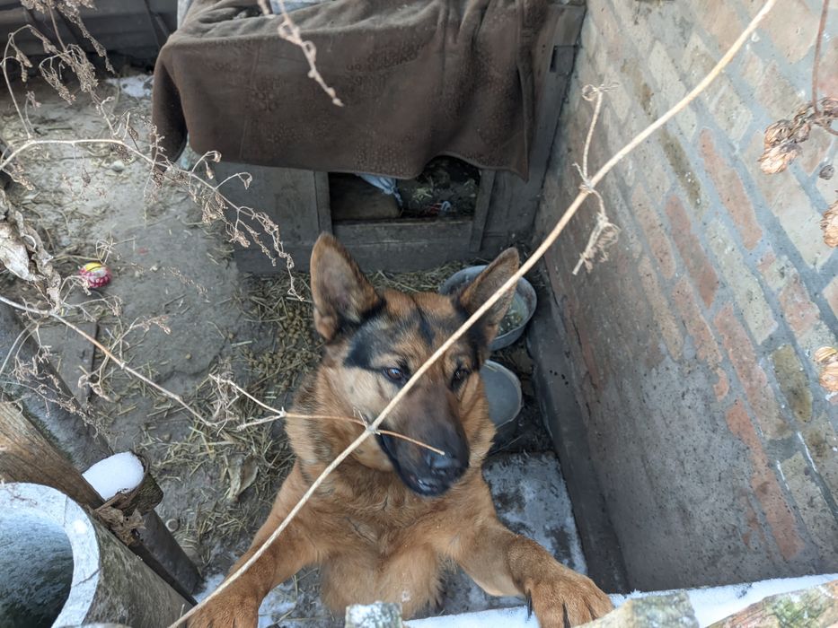 Вівчарка в гарні руки