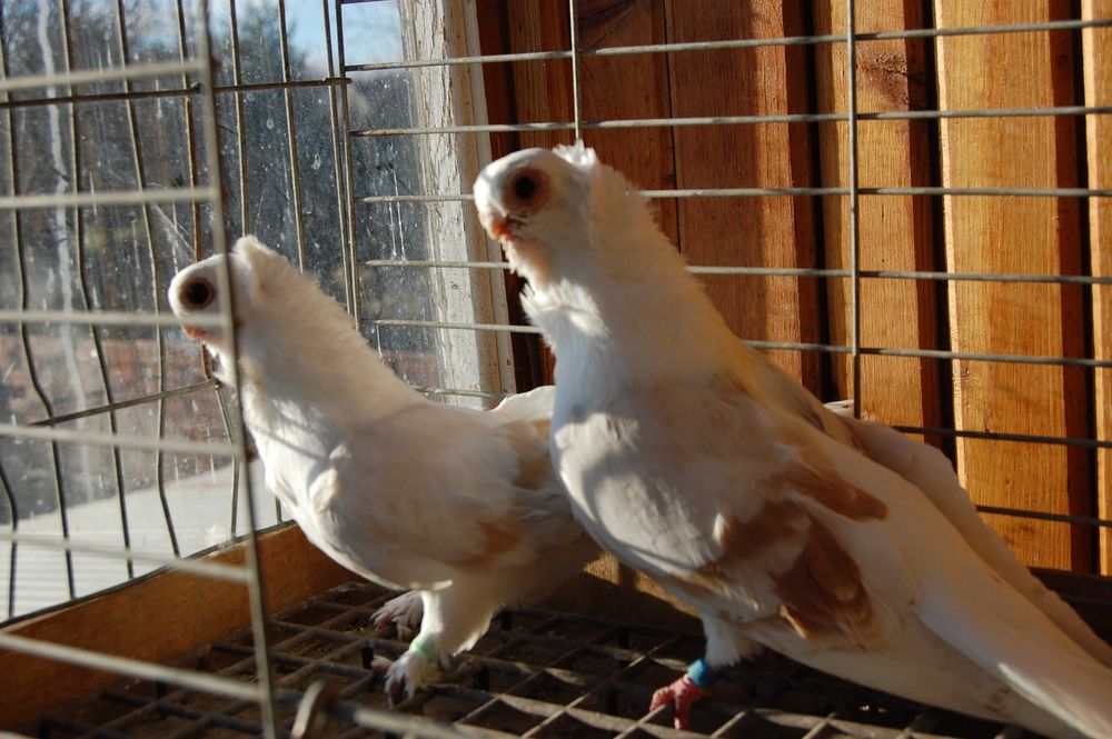 Gołębie ozdobne Mewka Polska krótkodzioba