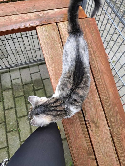 Verona o oryginalnym futerku czeka na dom w częstochowskim schronisku