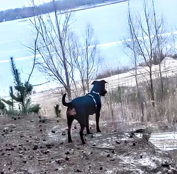 Отдам ягдтерьера