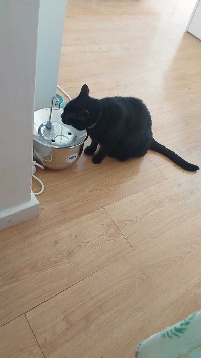 Bebedouro Fonte automática de água para cães e gatos 100% Inox - 4 litros