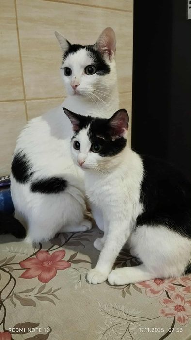 Cudna koteczka - oddam w dobre ręce