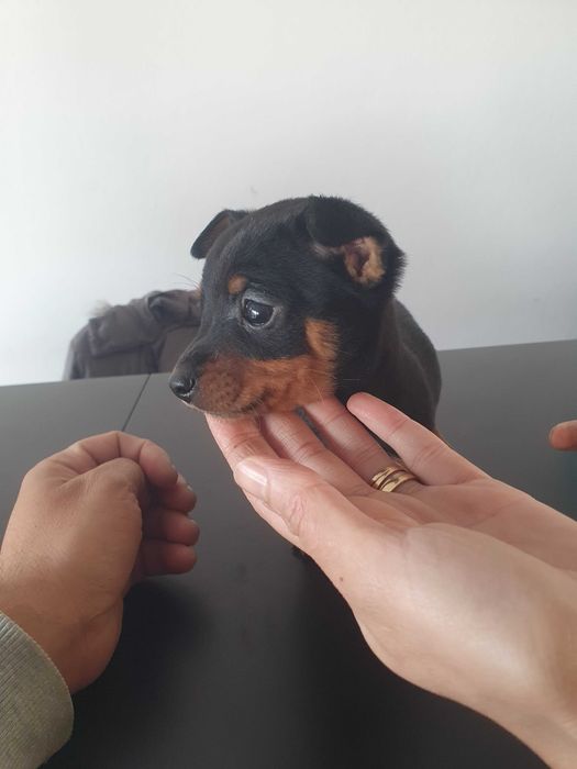 Venda de pincher miniatura machinho