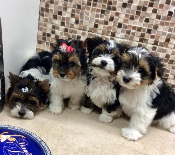 Девочки дівча йорк бивер бівер документи