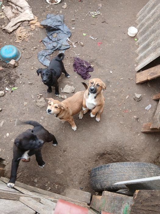 Щенята та кошенята