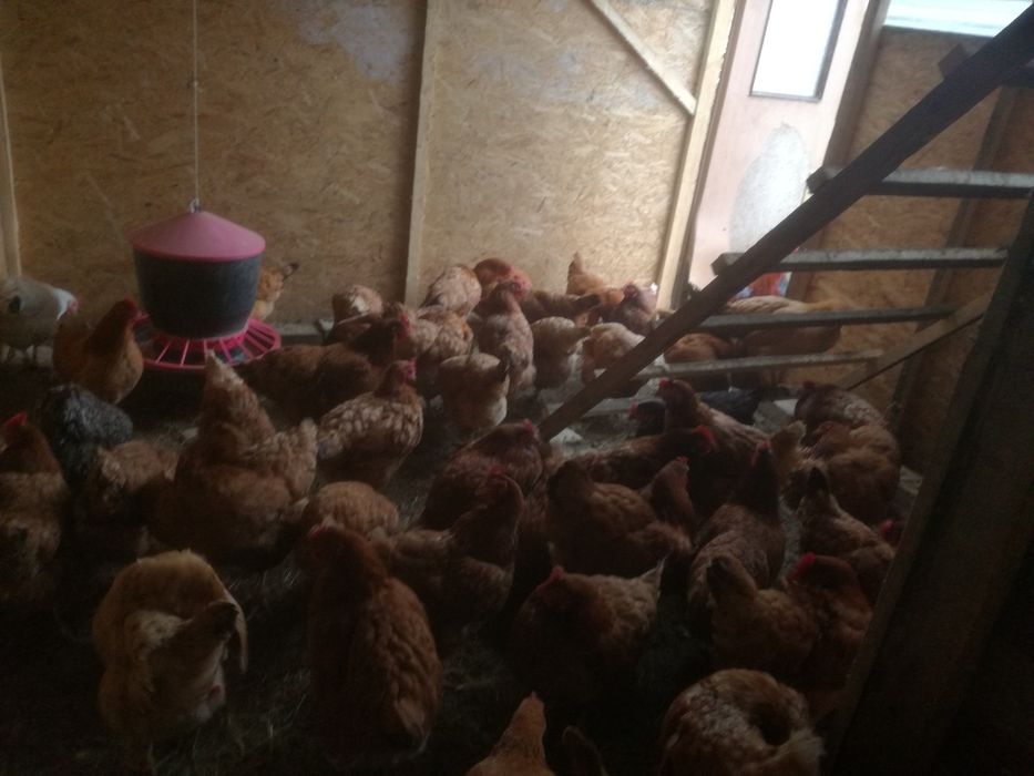 Jajka z wolnego wybiegu