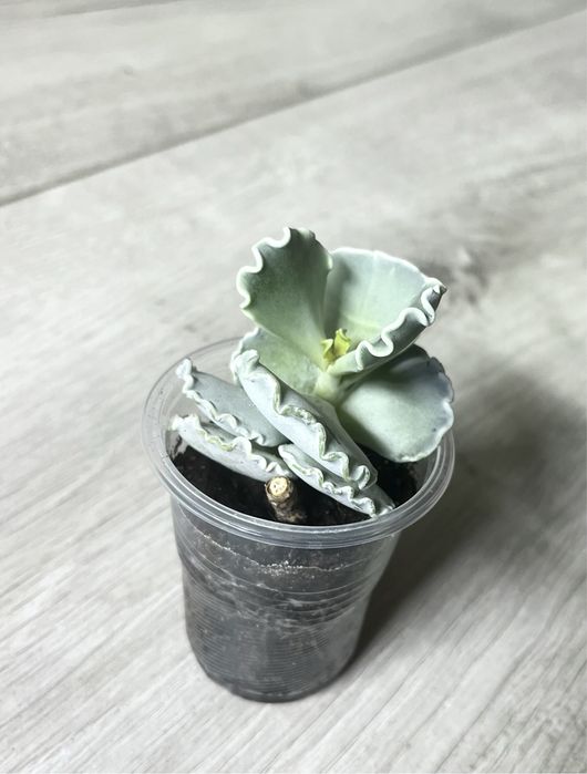 Суккуленты  эхиверия,крассула,седум