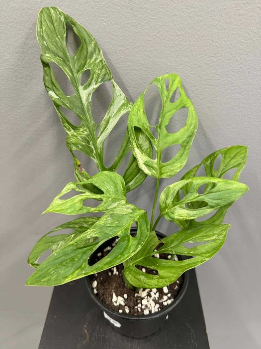 Monstera adansonii Indonesian Marble