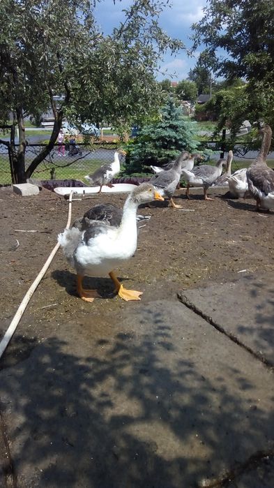 Продам ,живым весом ,домашних,гусынь на развод ,обмен