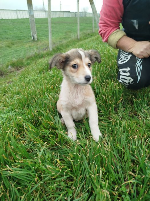 Щенули ищет дом  (собака, щенок, щенуля)