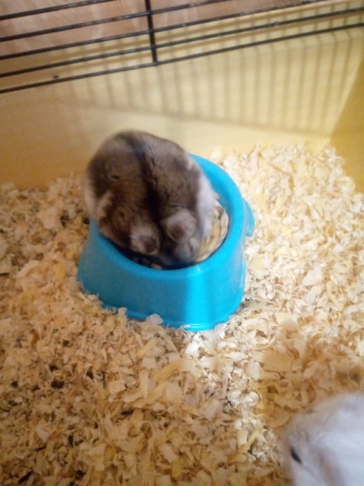 Хомячки Кременчуг