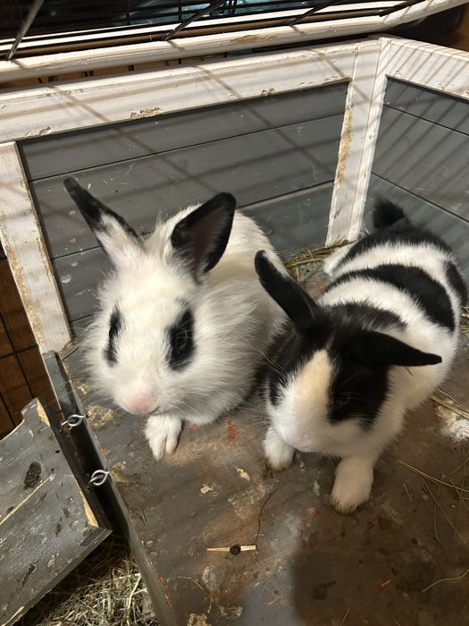 Króliki  miniaturka