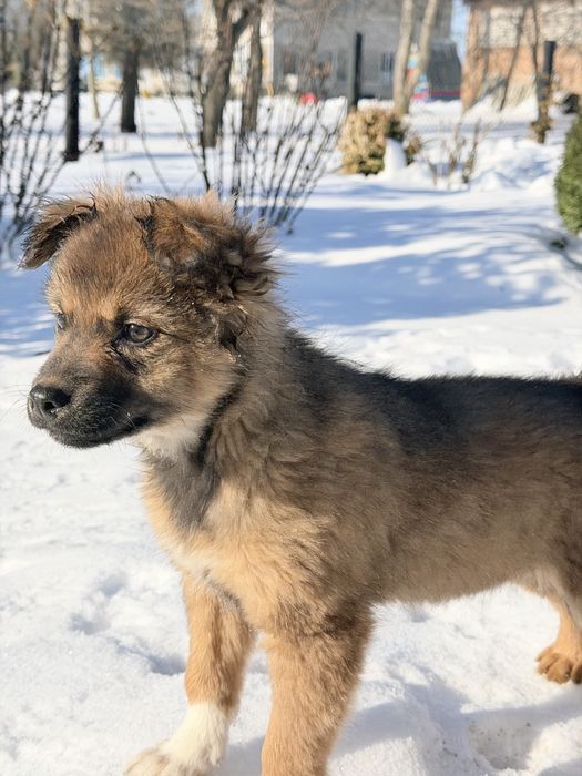 Метис кавказької вівчарки. Безкоштовно.