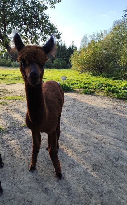 Samic Alpaka Huacaya