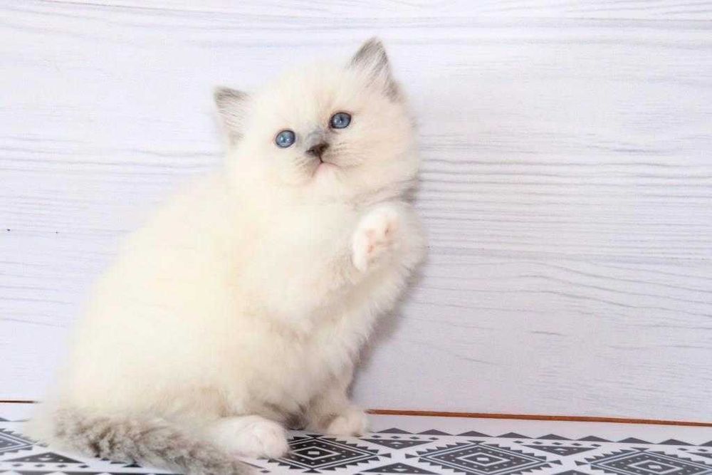 Регдол-хлопчик з волошковими очима. Блакитний мітед забарвленя.