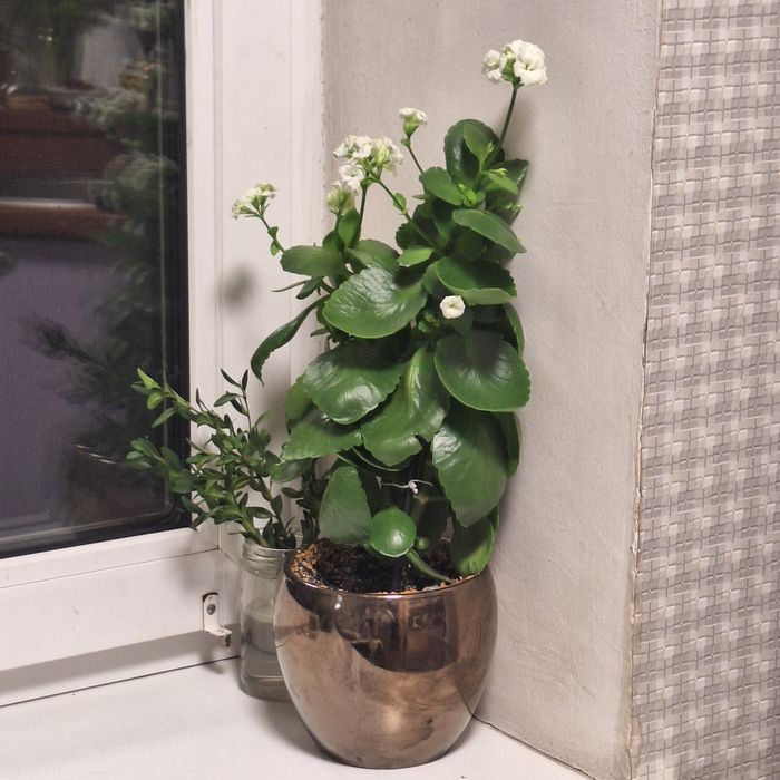 Каланхоє Босфельда з білими квітами у горщику.