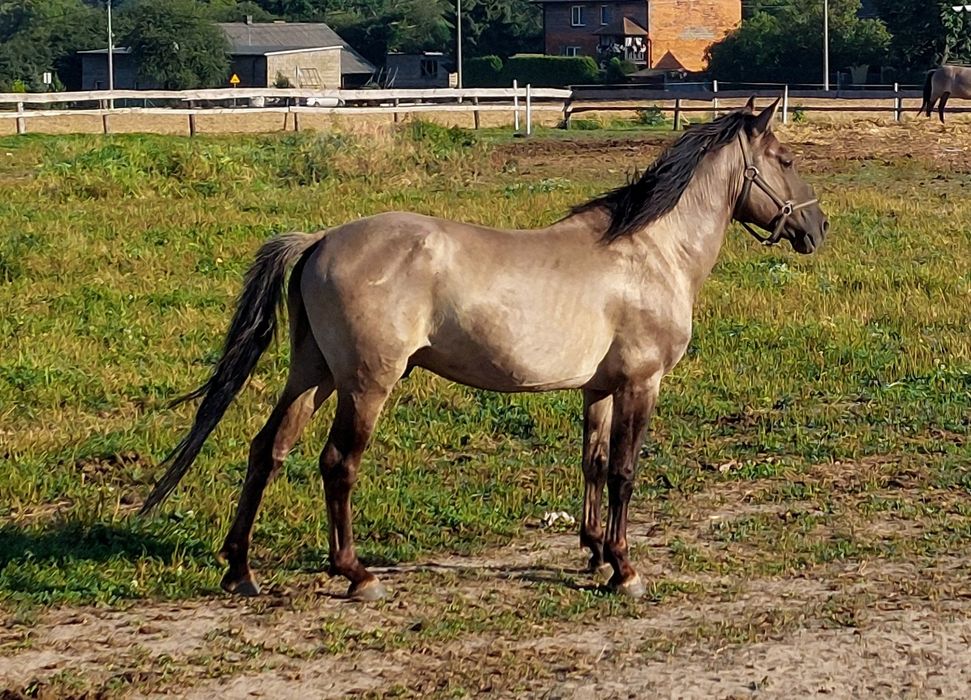 Sprzedam Ogiera Konika Polskiego