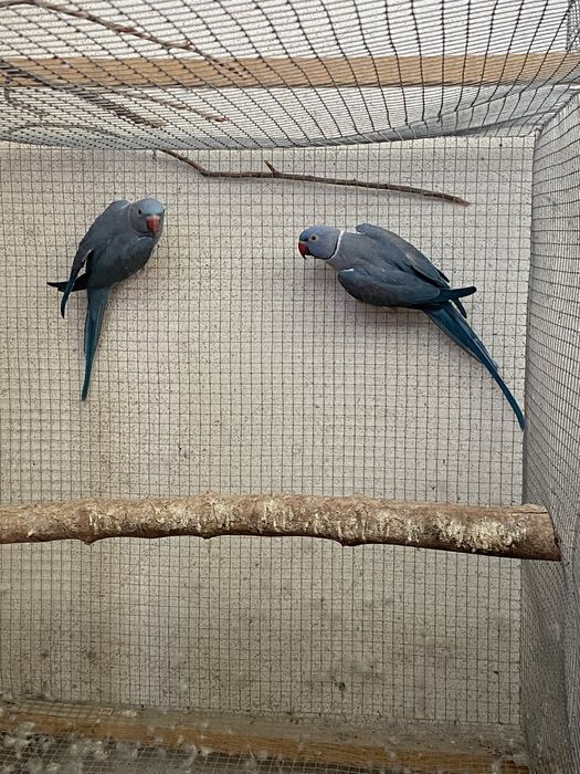 Casais de ring necks