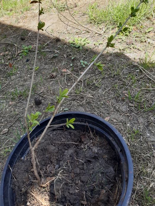 Liguster na żywopłot