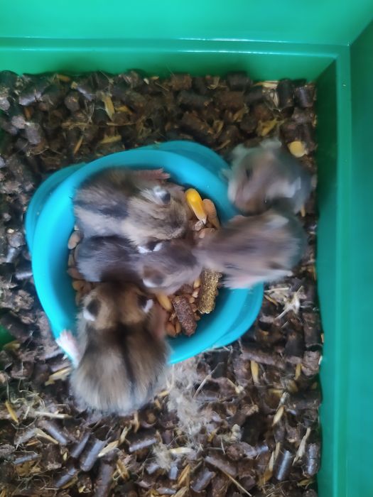 Хомячки Кременчуг