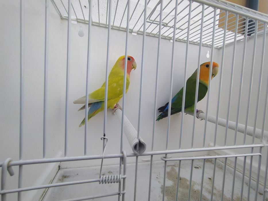 Tenho casais de agapórnis para ceder  reprodutores