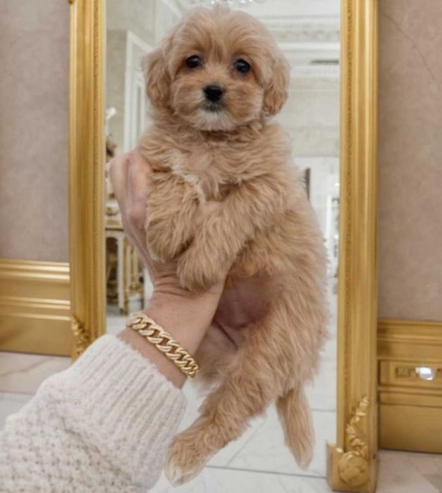 Мальтипу. Красивая девочка.