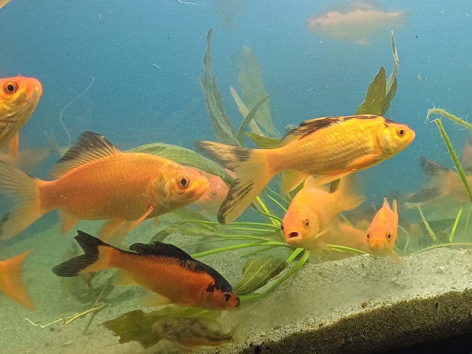 Karasie kolorowe ozdobne