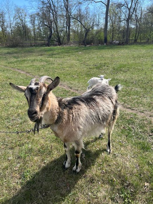 Продаю дійну козу