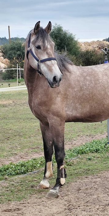 Lusitano puro, 4 anos, 1,71 m