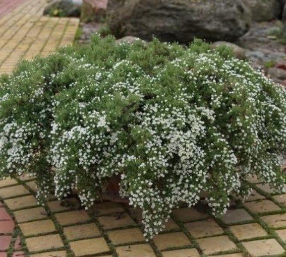 Астра вересковая (ампельная) Снежная лавина, розница и опт
