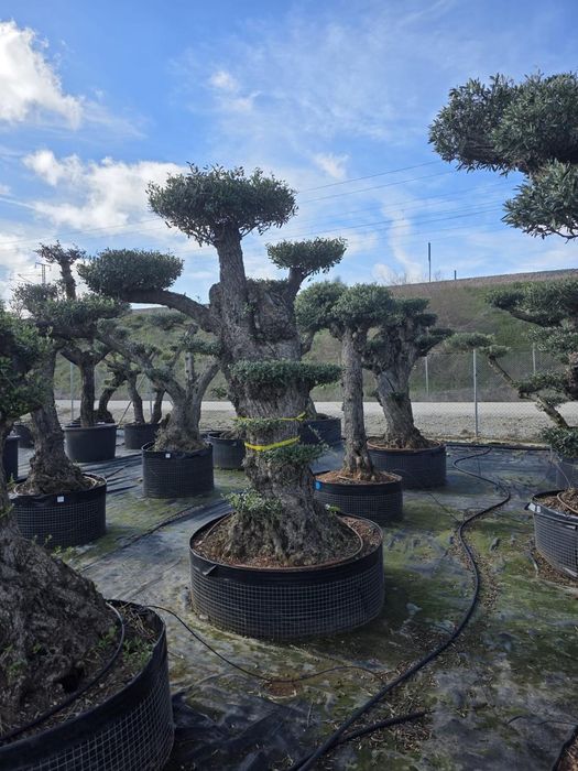 Oliveiras bonsai XL