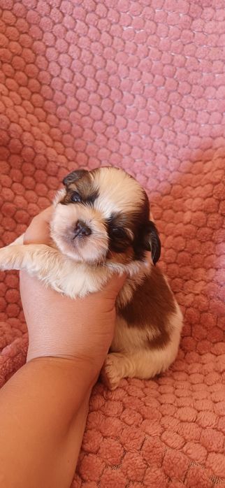 Shituzu Macho exelente linhagem