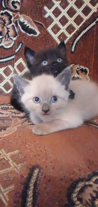 Отдам котят в хорошие добрые руки.