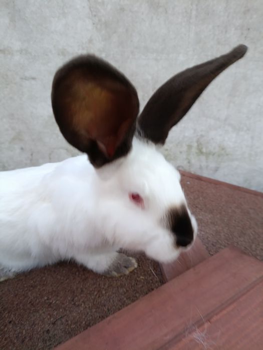 Sorzedam samice kalifornijska