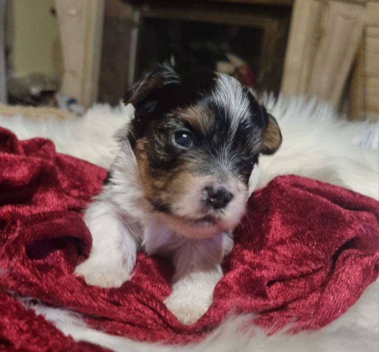 York Biewer Eros Samiec Chłopiec