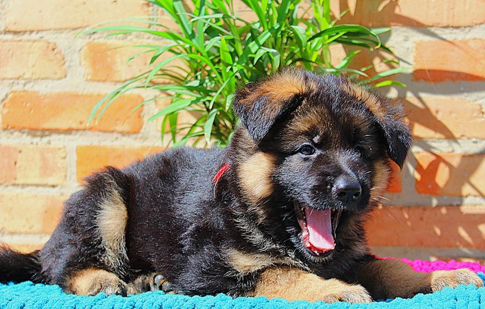 Цуценята німецької вівчарки