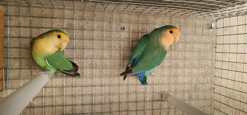 Caturras e Agapornis