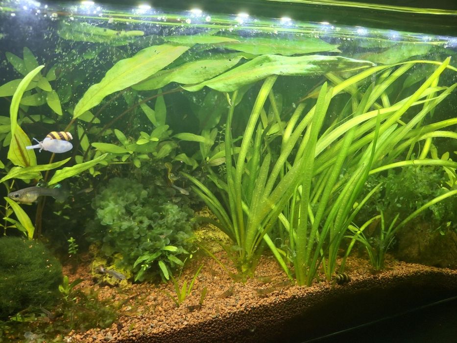 Aquario de 30 litros