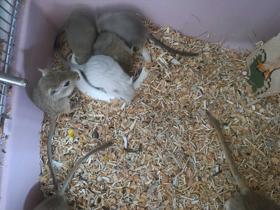 Myszoskoczki oddam w dobre ręce za darmo myszoskoczek