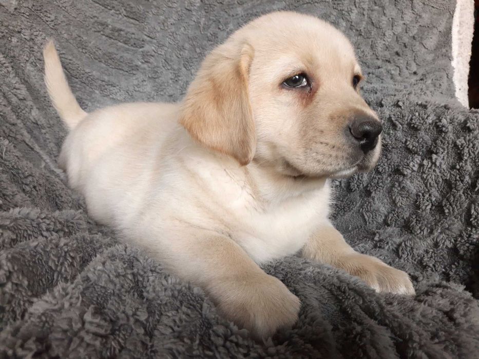Labrador retriever, labradory żółty piesek ZKw P FCI