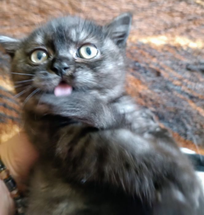 Скоттіш страйт дівчинка ns 24 .WCF . документи