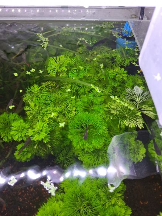 Planta aquática  (Limnophila Sessiflora)