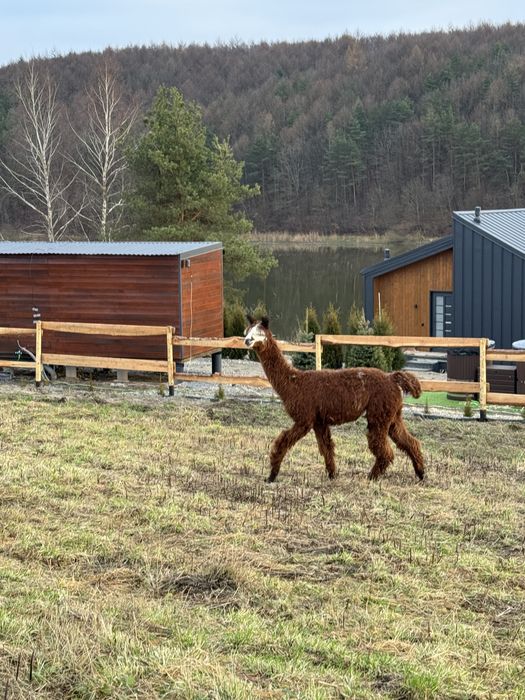 Відпочинковий будинок з альпаками 30 км від Львова