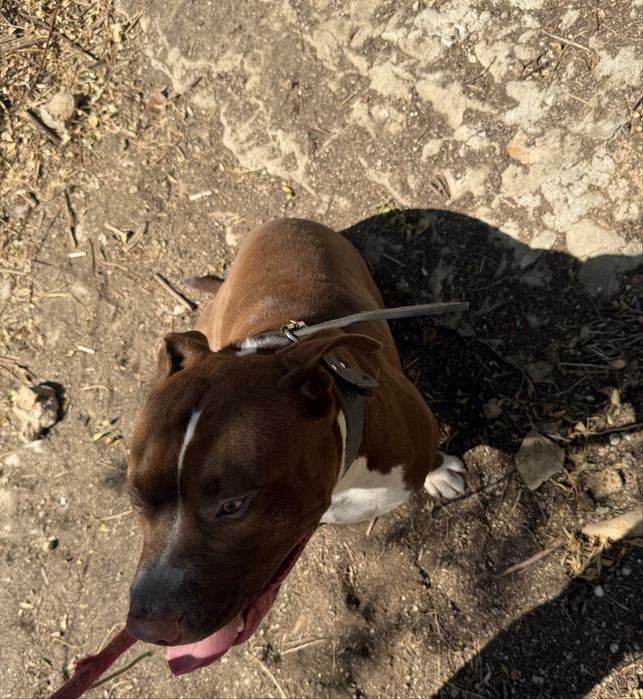 Pitbull para monta