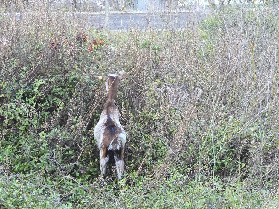 Vendo cabras adultas