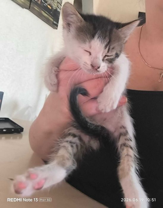 Красивый котенок. Котята брошенные  (помогите пристроить. кошечки и котики)